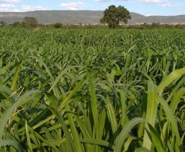 Panicum maximum cv - ( Mombaça )