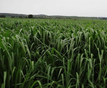 Panicum maximum cv - ( Tanzânia )