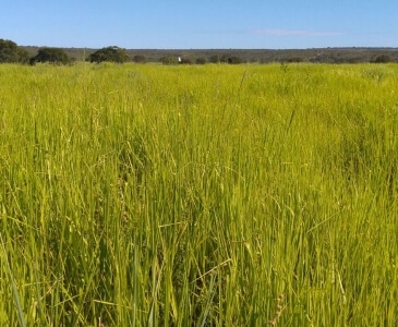 Panicum Maximum cv - ( Massai )