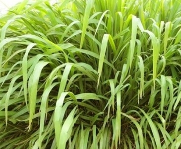 Panicum Maximum c.v - ( Aruana )