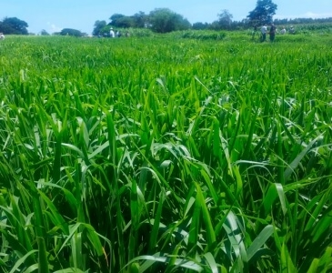 Panicum Maximum Híbrido cv - ( BRS Quênia )