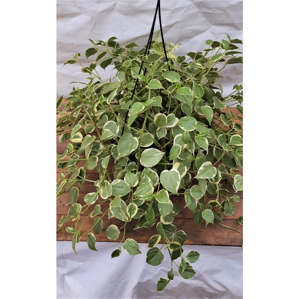 Imagem de Peperomia Scandens