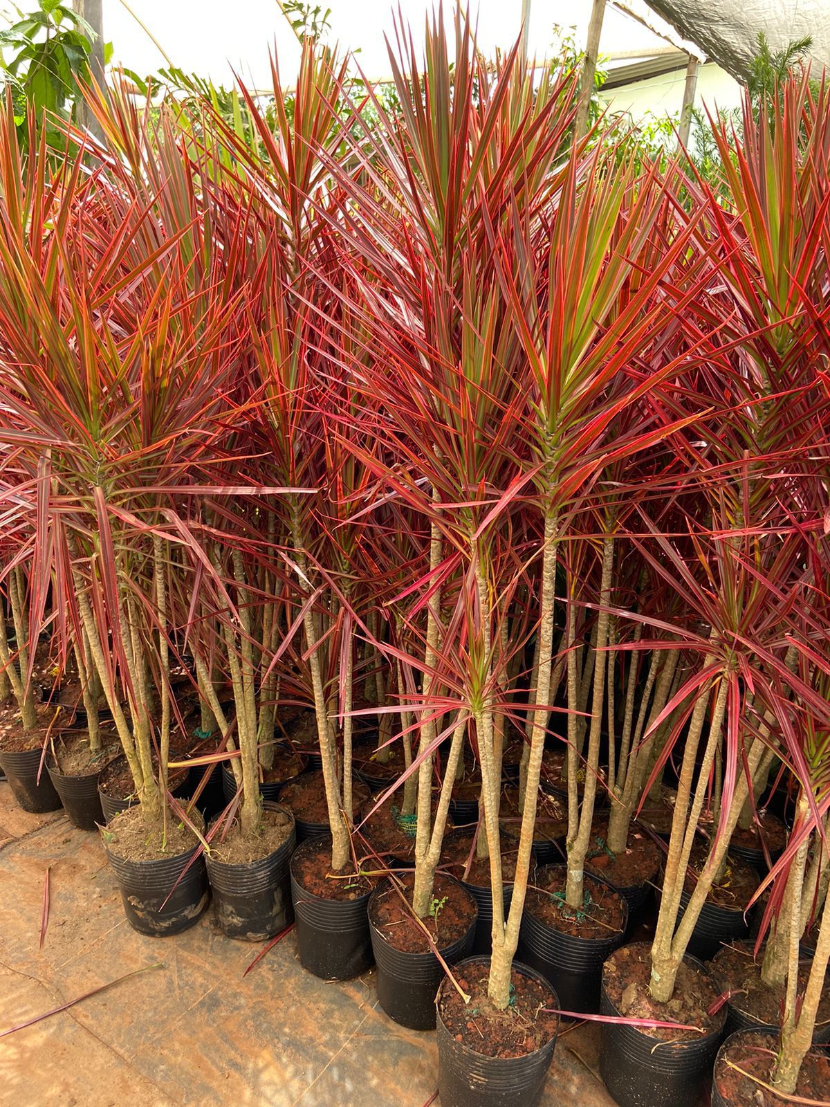 Imagem de Dracena Tricolor